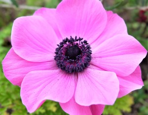 anemone