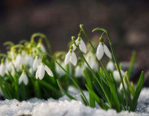 snowdrop