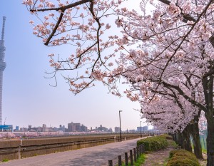 隅田公園